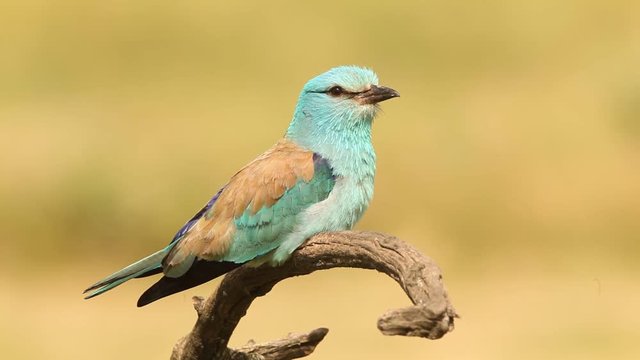 Nice colour light blue bird European Roller sitting on the branch with open bill, clear yellow background 