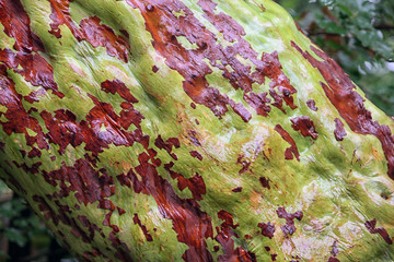 interesting beautiful trunk of Arbutus andrachne or Greek Strawb