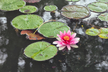 Framed poster artificial pond with pink flowers of water lilies and green roun