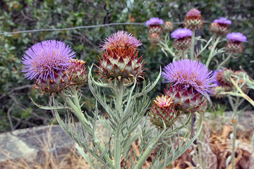 flowers of Cardoon or Cynara cardunculus or artichoke thistle