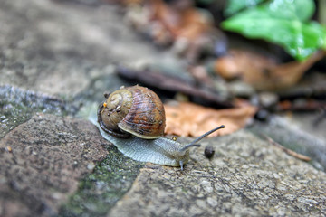 brown snail round shell with stripes and with long horns crawlin