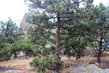 Fototapeta na wymiar juniperus communis the common juniper tree in Crimea mountains