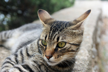 head and face of beautiful crimean non-pedigree tabby eared cat