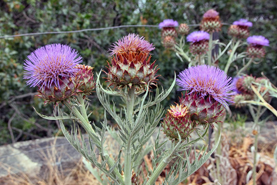 flowers of Cardoon or Cynara cardunculus or artichoke thistle