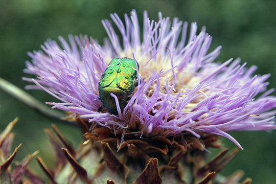 big green beetle Cetonia aurata on flower bud of Cardoon or Cyna