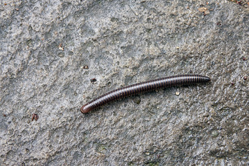 long brown centipede crawling on natural stone surface