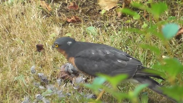 Sperberm&auml;nnchen pickt die Federn von lebendem Sperling, Accipiter nisus
