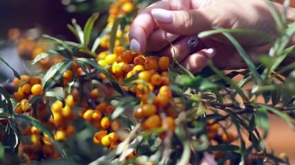 Female hands harvested sea buckthorn. Collection of sea buckthorn. Buckthorn bush. Sea buckthorn bush. Buckthorn berries on the bush. Small yellow sea-buckthorn berries. Ripe sea-buckthorn Harvesting