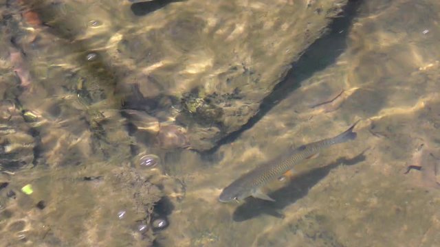 Fish is swimming in the river      