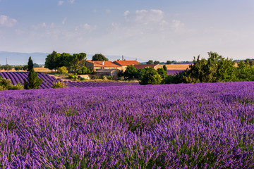 Blooming lavender field and a farm, surrounded by green trees, beautiful rural landscape of French...