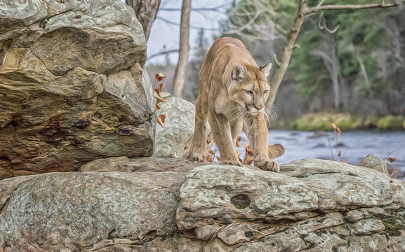 Cougar stalking,digital oil painting
