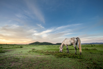 Grazing horse in a field at a sunset