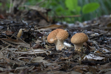 Mushroom in Southeast Asia.