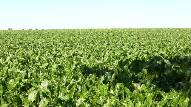 Green leaves &ndash; sugar beet