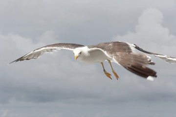 Texel - 2009 Seagul
