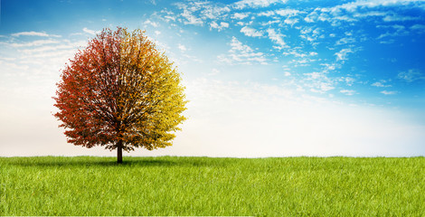 Herbstlicher Baum