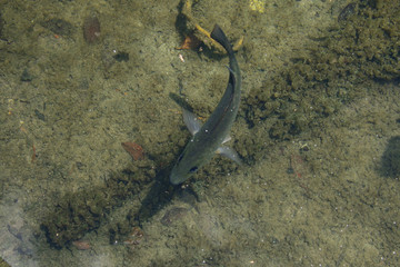 Lone Fish