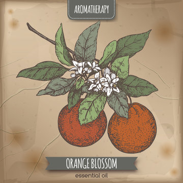 Color Orange Blossom Sketch On Vintage Background.