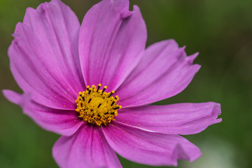 Cosmos bipinnatus