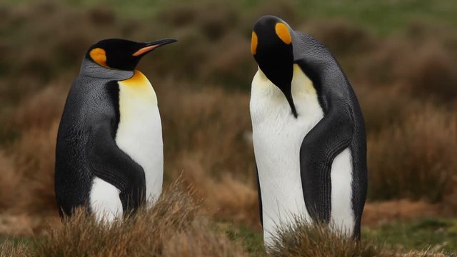 King penguin couple cuddling in wild nature with green background, Falkland Islands 