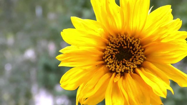 Sunflower in wind
