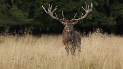 Bellow majestic powerful adult red deer stag in autumn forest, United Kingdom. 
