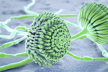Black mold fungi Aspergillus, which produce aflatoxins and cause pulmonary infection aspergillosis. 3D illustration © Dr_Microbe