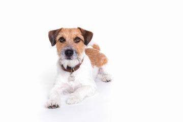jack russell watching and laying in white background
