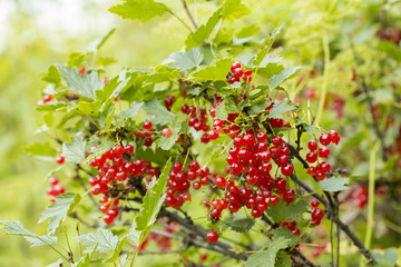 currants on the white background