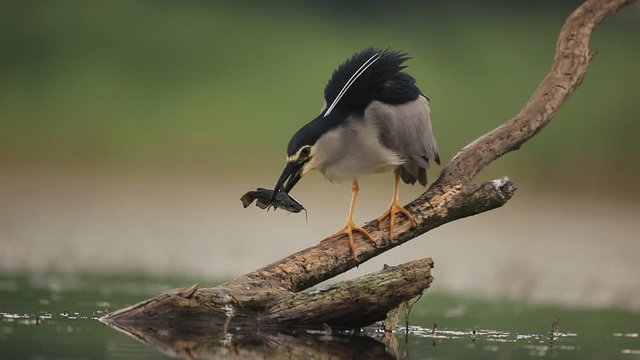 Grey water bird night heron catch the fish, Hungary 