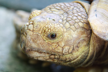 Eyes expression  and Head of Turtle
