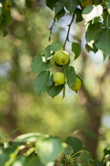 pear on the white background