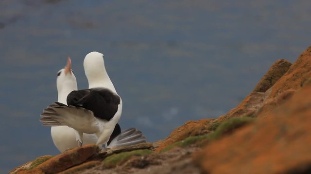 Pair of Black-browed albatross, Thalassarche melanophris, courtship ceremony, birds with white head with nice bill, on the Falkland Islands 