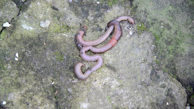 The earthworms are on stone