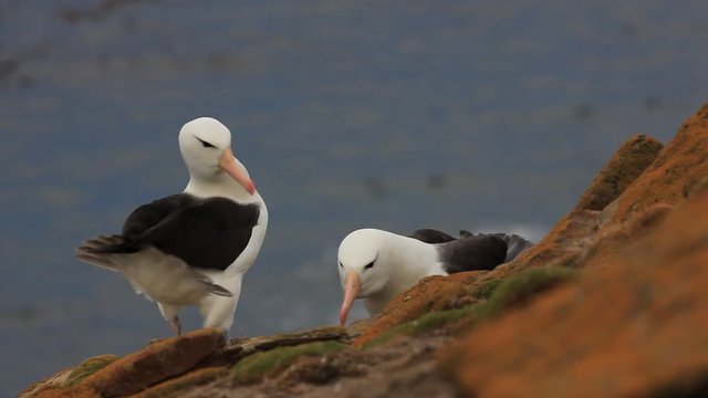 Pair of Black-browed albatross, Thalassarche melanophris, courtship ceremony, birds with white head with nice bill, on the Falkland Islands 