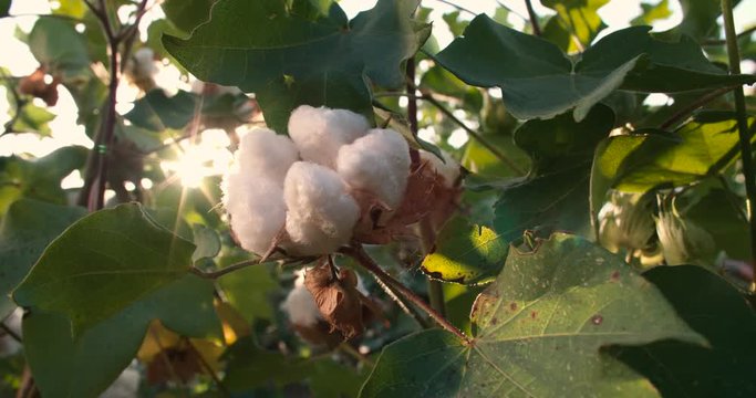 Dolly shot 4K, close-up,ripe the highest quality cotton in the green bushes, the glare of the sun in the lens