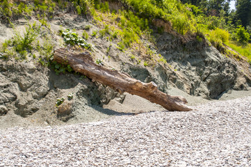 A large tree trunk washed up by the sea high Bank on a pebble beach