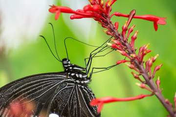 Colorful in the garden