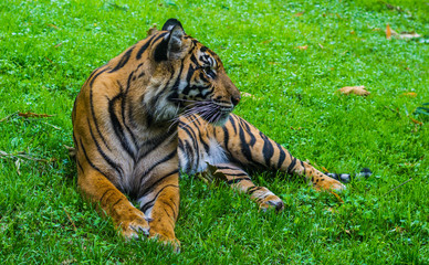 Tiger resting 