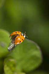 Ladybug before the flight