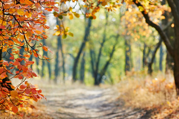 autumn background bordered with leaves