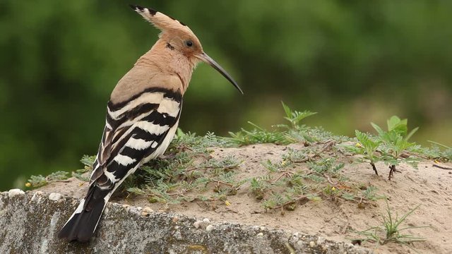 Hoopoe, Upupa epops, sitting on the stone, Hungary 