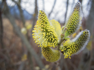 Pussy Willow close-up