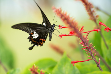 Colorful in the garden