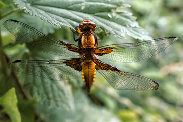 Dragonfly in nature