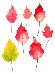 Bright  pressed Birch leaves