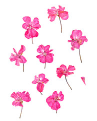 Fototapeta na wymiar Pressed pink geranium set
