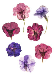 Fototapeta na wymiar dried pressed colorful petunias