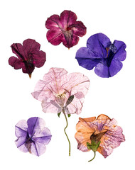 dried pressed colorful petunias