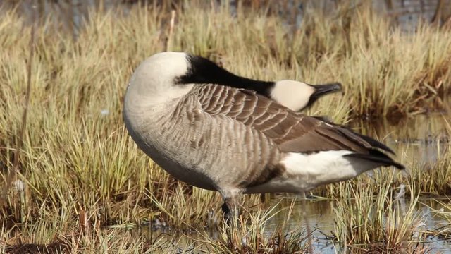 Bird in the water. Barnacle Goose, Branta leucopsis, black and white bird in the water, animal in the nature grass habitat, France. Bird cleansing plumage. 